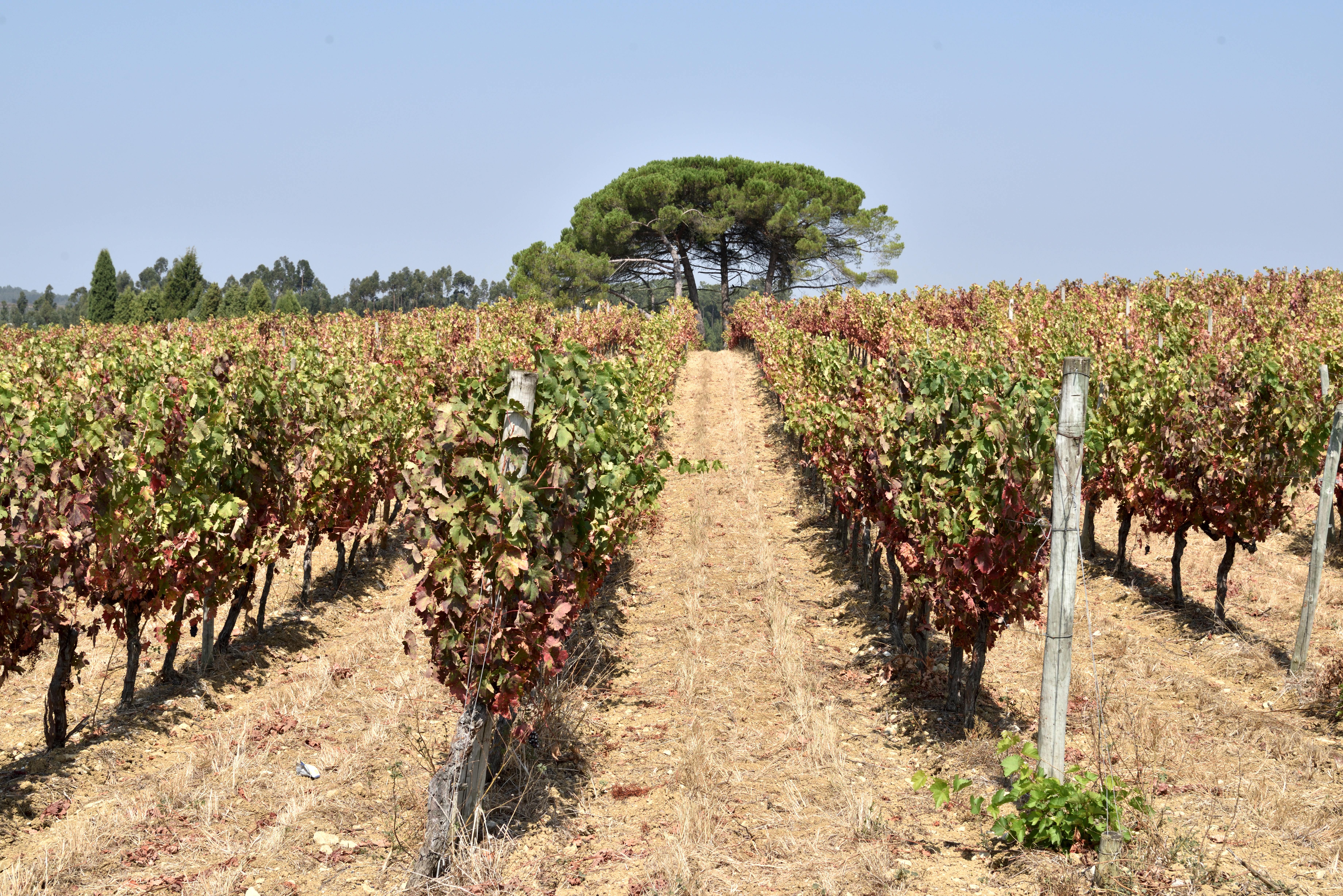 Centenary vineyards Filipa Pato